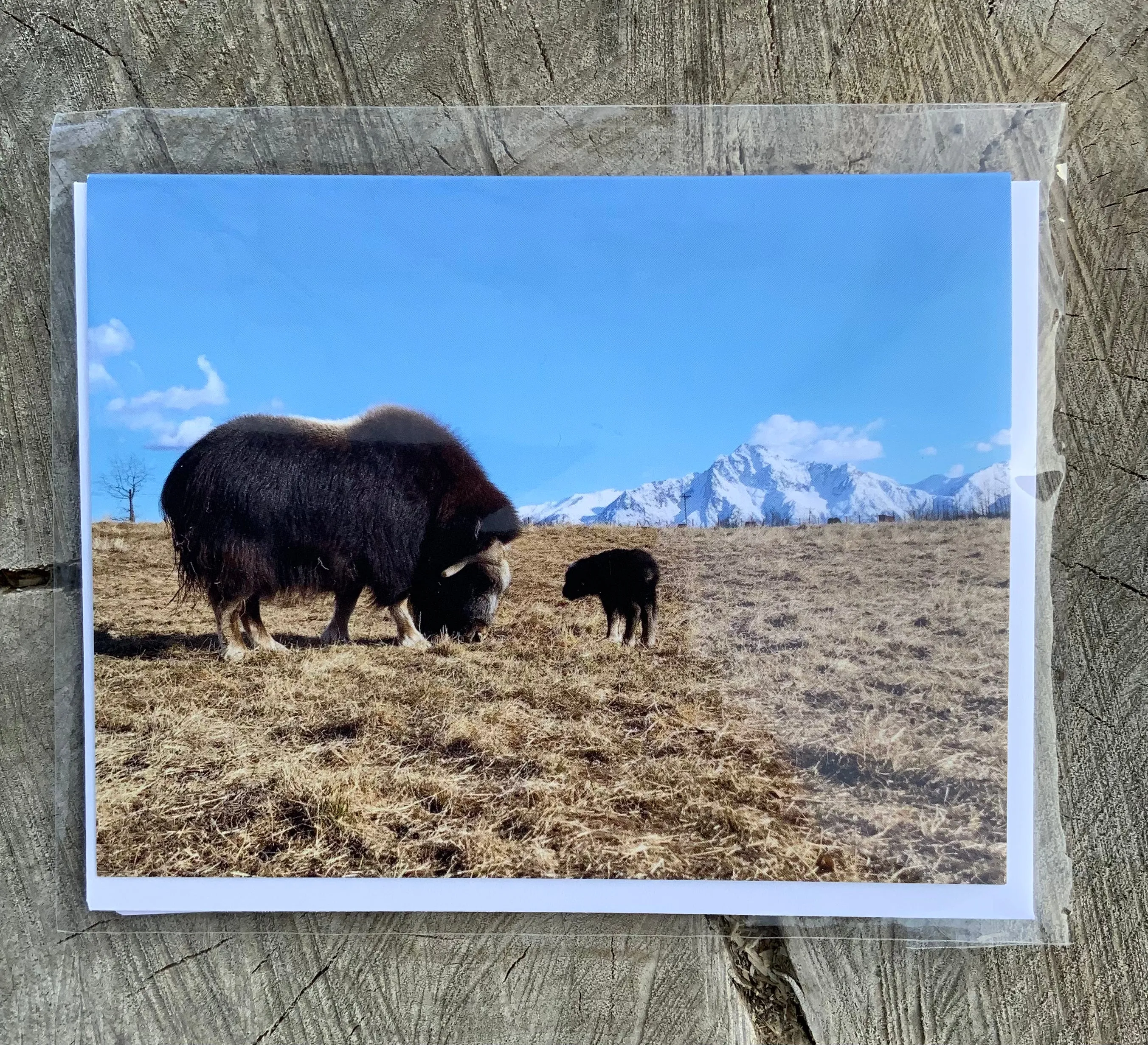 Acadia and Bumblebee Card