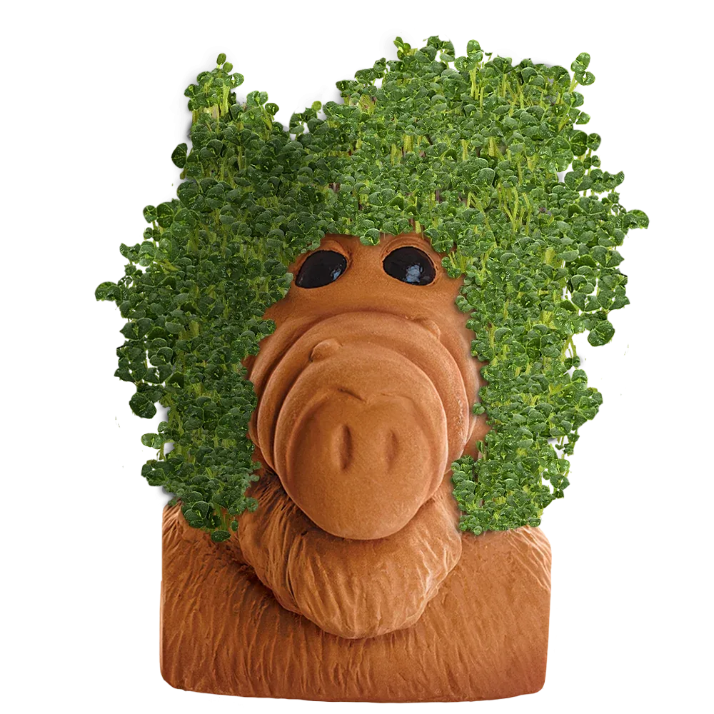 ALF CHIA PET